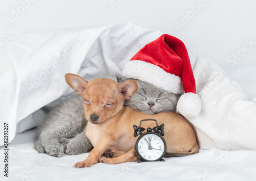 Funny Toy terrier puppy and british kitten wearing red santa's hats sleep together with alarm clock on a bed at home