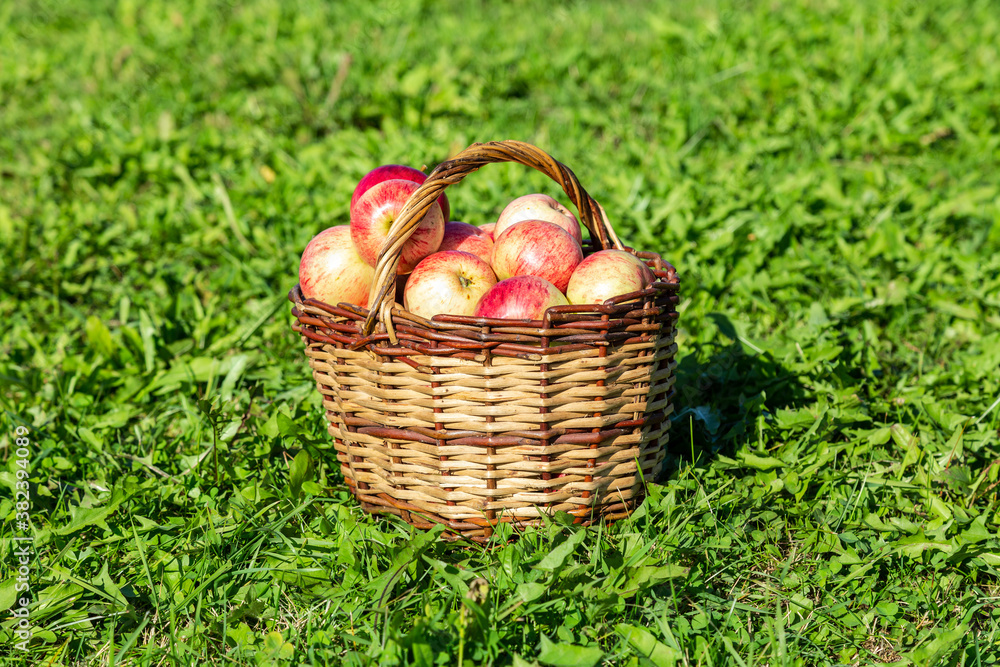 Wooden wicker basket with fresh ripe apples Wooden wicker basket with fresh ripe apples