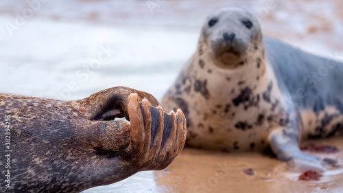 Flippers of a common seal (harbour seal) with a grey seal looking on in the background