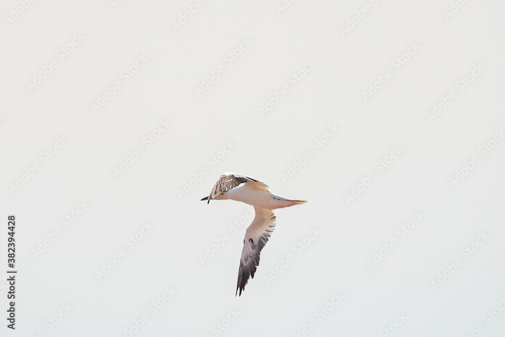 A single white and yellow gannet flies through the sky, the sun shining through the feathers A single white and yellow gannet flies through the sky, the sun shining through the feathers