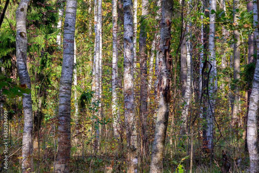 Obraz premium Birch trees in a dense forest