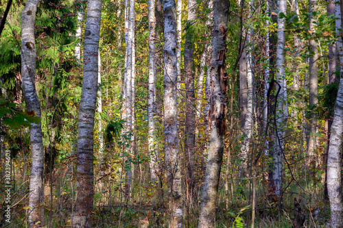 Birch trees in a dense forest