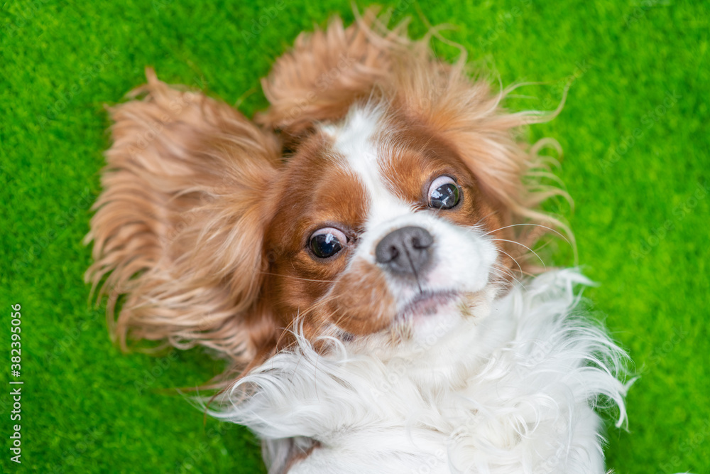 Funny King charles spaniel puppy lying on its back on summer green grass. Top down view