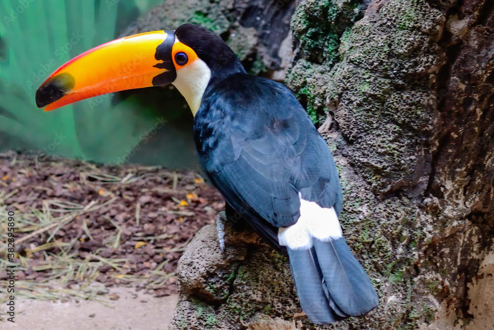 Funny tropical Toucan bird with a big yellow beak looks at the camera. Close up shot. Funny tropical Toucan bird with a big yellow beak looks at the camera. Close up shot.