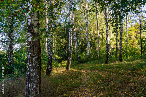 Fototapeta Naklejka Na Ścianę i Meble -  Zalew Czapielówka położony w Puszczy Knyszyńskiej to ostoja spokoju, piękna i ciszy, Podlasie, Polska