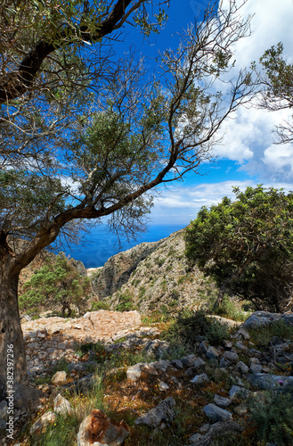 Greek landscape, hills, spring bushes. Big olive tree, rocky paths. Blue sky, beautiful clouds. Sea in background. Akrotiri, Chania, Crete, Greece