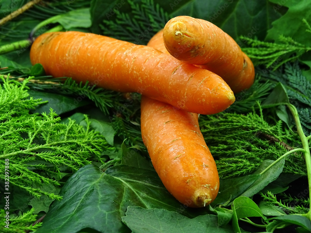 Organic carrots on green vegetables Organic carrots on green vegetables