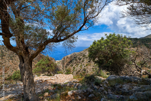 Typical Greek landscape, hill with fresh spring bushes. Big olive tree, paved rocky path. Blue sky, clouds. Sea in background. Akrotiri, Crete, Greece