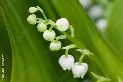 スズランの花