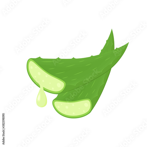 Aloe vector. Aloe on white background. free space for text. copy space.