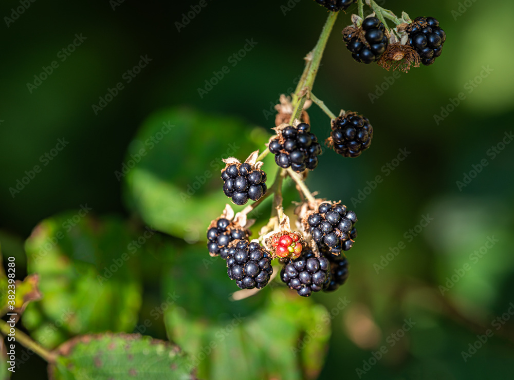 Ripe Blackberries with blurred background Ripe Blackberries with blurred background
