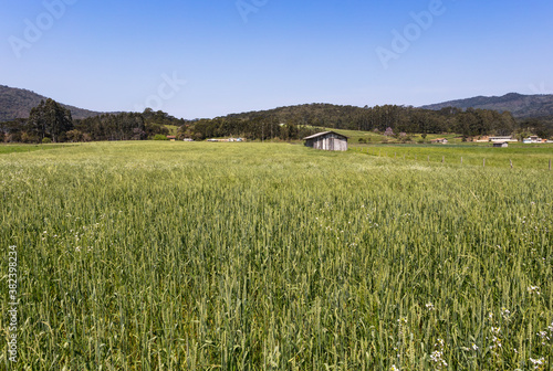 Campo com plantação de arroz photo