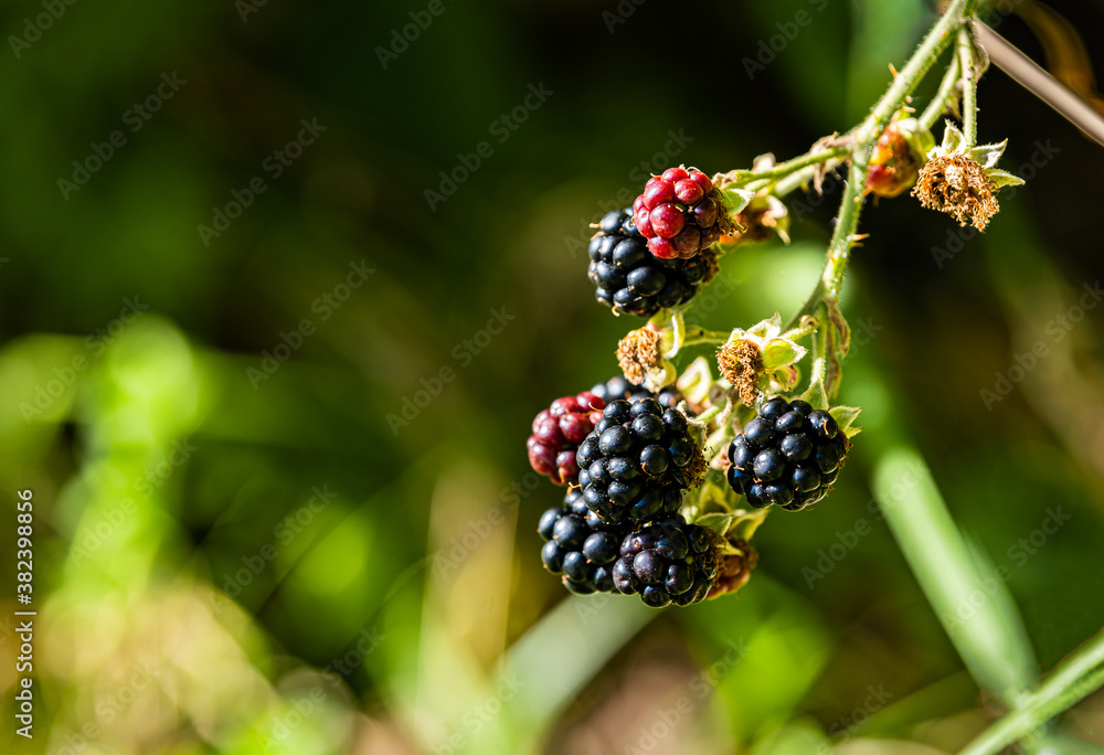 Ripe Blackberries with blurred background Ripe Blackberries with blurred background