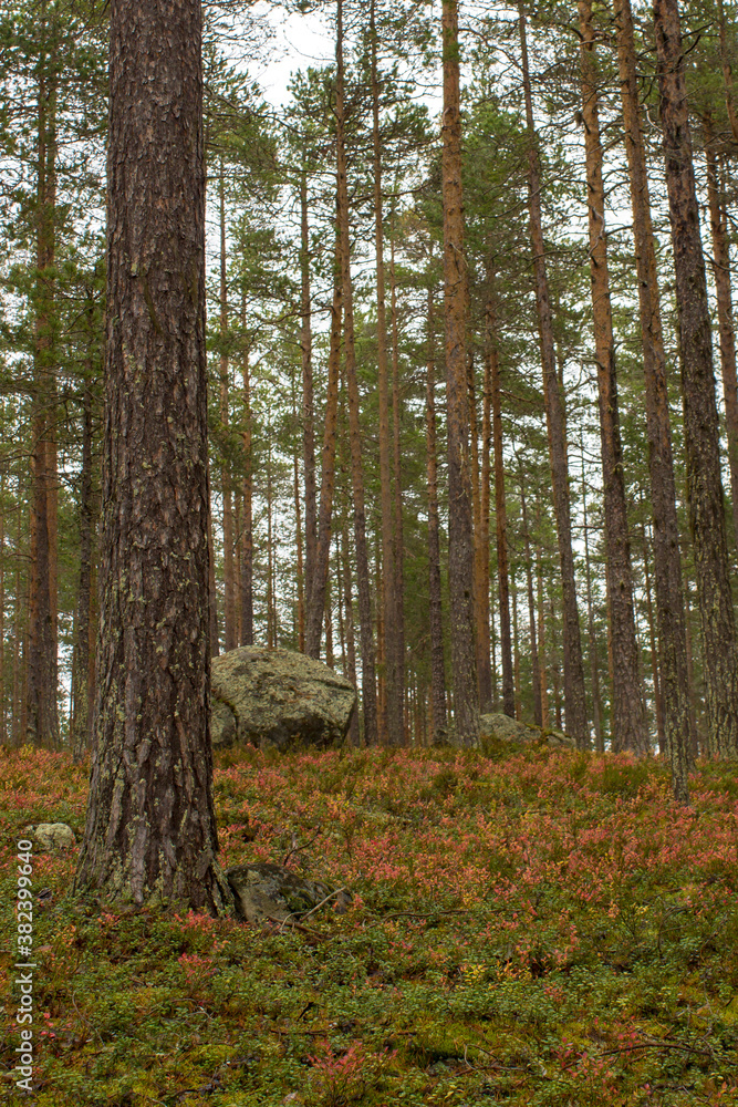 Fototapeta premium Stone on the forest floor 