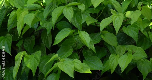 Wallpaper Mural water droplets on the betel leaf (Piper betle) after rain Torontodigital.ca