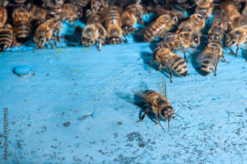 Honey bees at coming and going at the hive