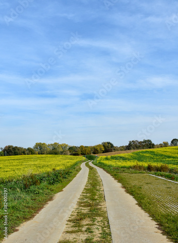 
Field road through a field with mustard seed in autumn in Overijse, Belgium