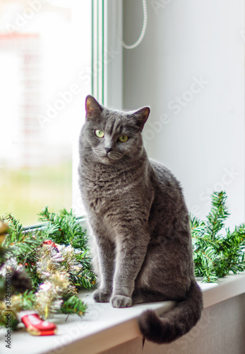 Portrait of a cute gray cat lying on the windowsill, decorated with a Christmas garland and gifts. Looks at the camera.
