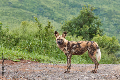 Wild dog in Hluhluwe, South Africa © Lennjo