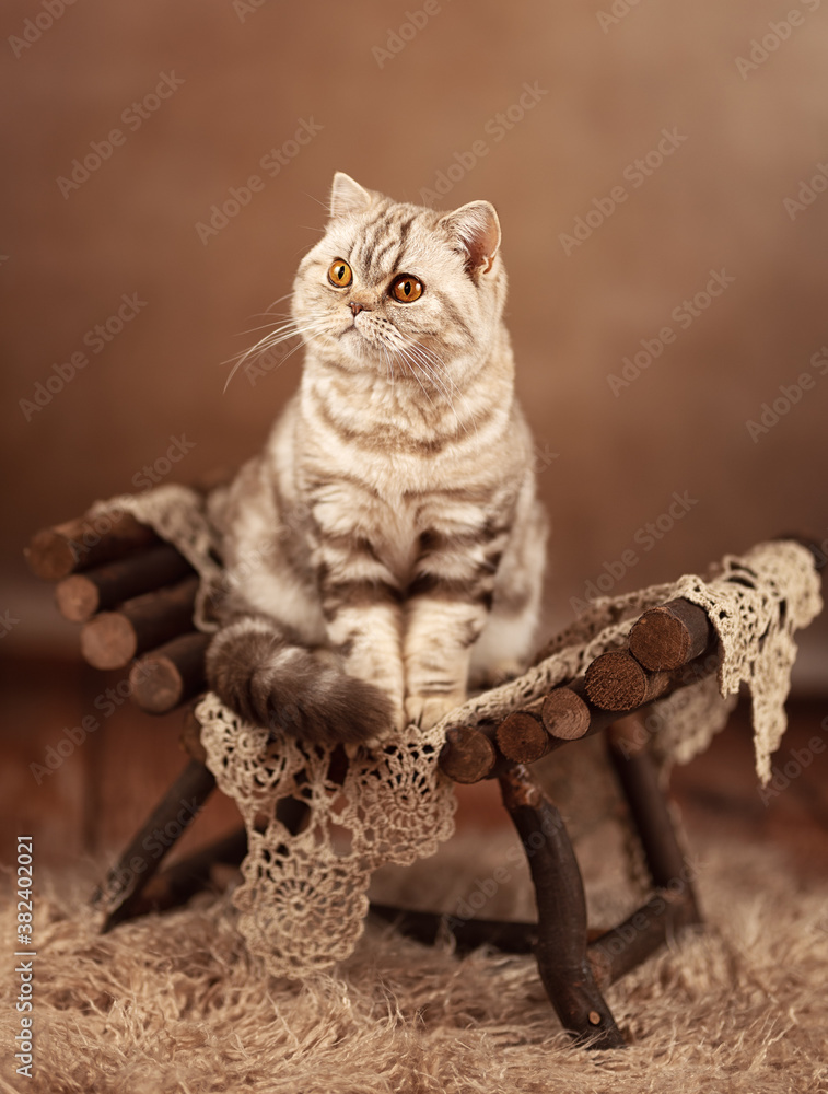 Britisch Kurzhaar Tabby Katze getigert - sehr edel und schön, sitzt im Auto  Stock Photo | Adobe Stock