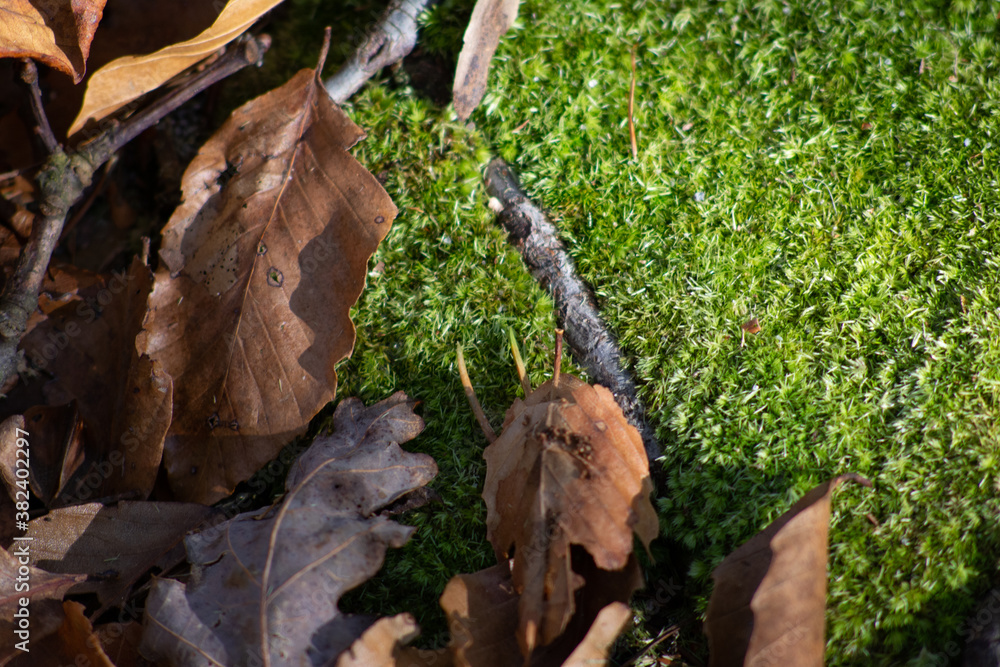green moss on ground close up with brown fall leaves
