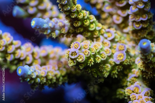 Beautiful acropora sps coral in coral reef aquarium tank. Macro shot. Selective focus. photo