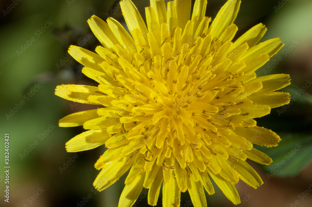 Flor amarilla Flor amarilla
