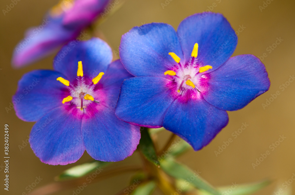 Obraz premium Flor azul