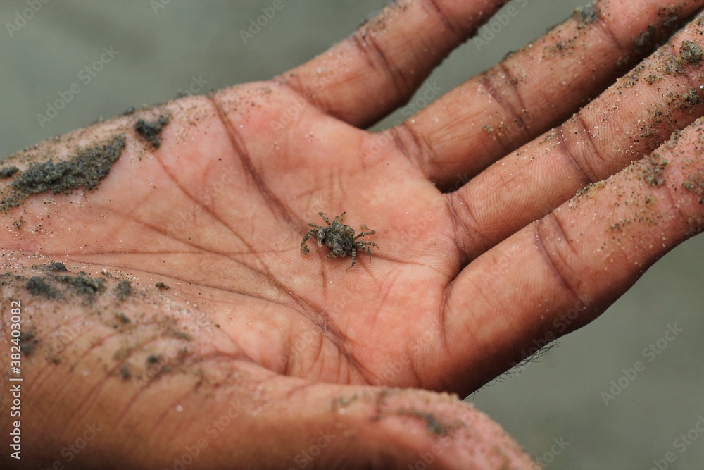 Obraz premium Man holding baby sea crab in hand on beach.Small crab in hand.