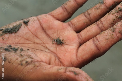 Man holding baby sea crab in hand on beach.Small crab in hand.