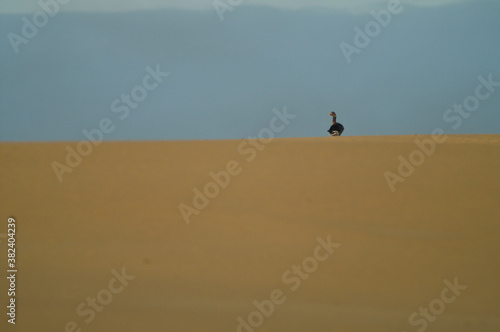 Ansar Ganso en la duna