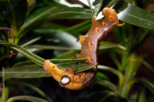 Raupe des Oleanderschwärmer (Daphnis nerii) - Caterpillar of the Oleander hawk-moth