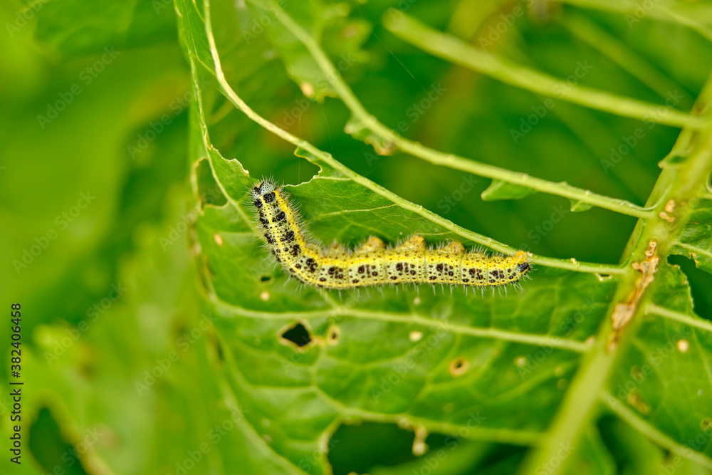 The green shaggy caterpillar destroys fresh foliage. Pests threaten the garden site. The green shaggy caterpillar destroys fresh foliage. Pests threaten the garden site.