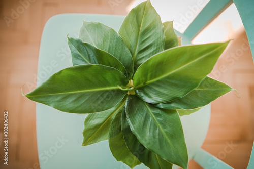 Картината върху платно Musa tropicana, dwarf cavendish banana plant, indoor