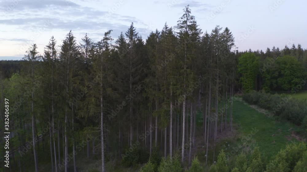 A grove of very tall pine trees next to a coniferous forest during the last light of a summer day in a typical natural landscape of Czechia, clouds on the horizon, rotating aerial 4k shot. A grove of very tall pine trees next to a coniferous forest during the last light of a summer day in a typical natural landscape of Czechia, clouds on the horizon, rotating aerial 4k shot.