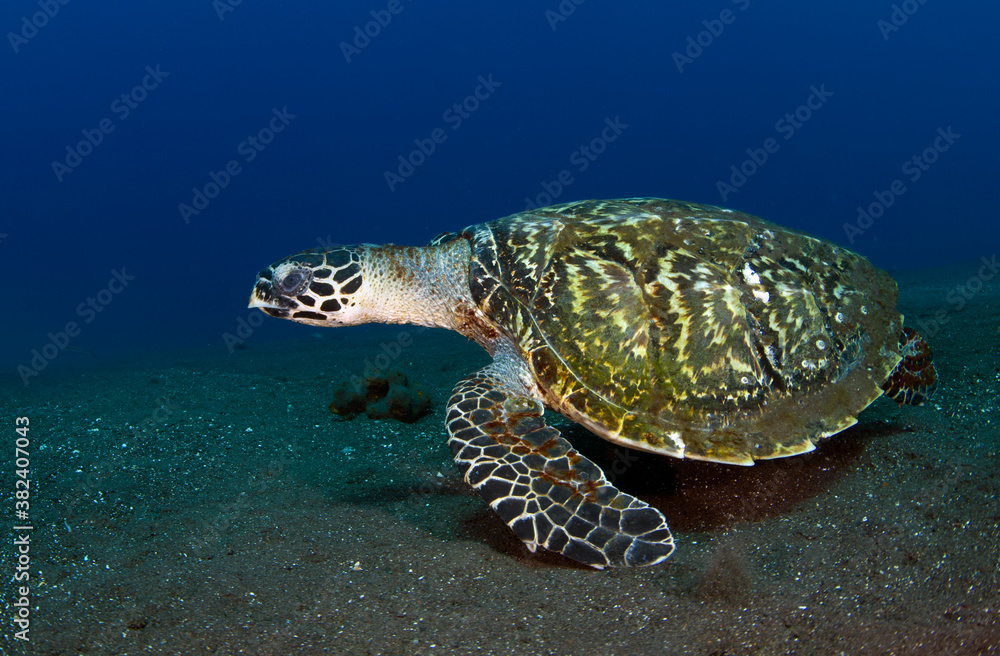 Fototapeta premium Hawksbill Turtle - Eretmochelys imbricata. Underwater world of Tulamben, Bali, Indonesia.