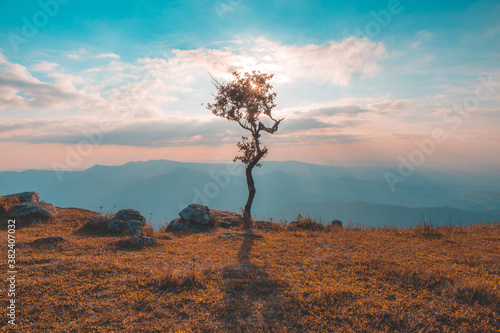 Bilde på lerret Alone or single one tree on the mountain hill cliff in the forest at sunset or evening time