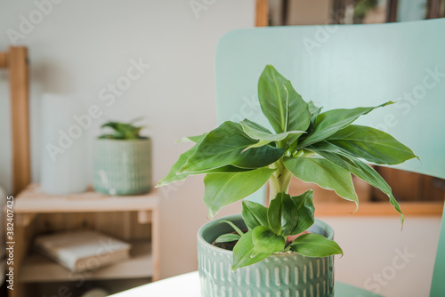 Musa tropicana, dwarf cavendish banana plant, new green shoots, indoor