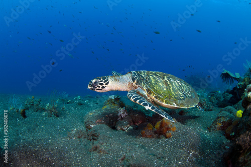 Hawksbill sea turtle is swimming in coral reefs. Underwater world of Bali, Indonesia.