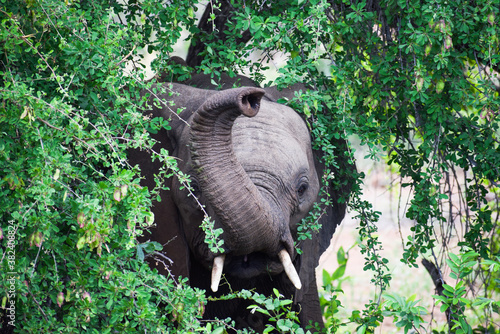 Close-up of an elephant eating the leaves of a tree in Kruger National Park, South Africa.