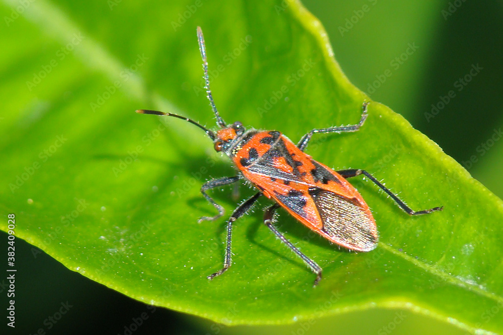 Bug (Corizus hyoscyami) Bug (Corizus hyoscyami)