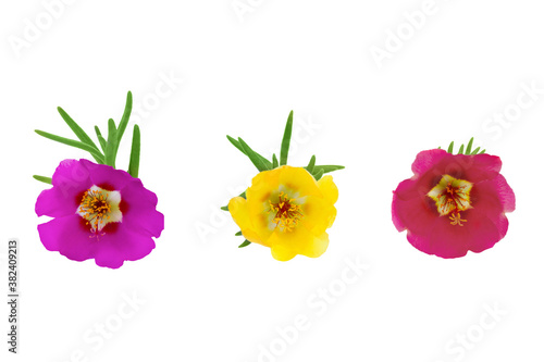 Beautiful three colors portulaca grandiflora flowers isolated on a white background