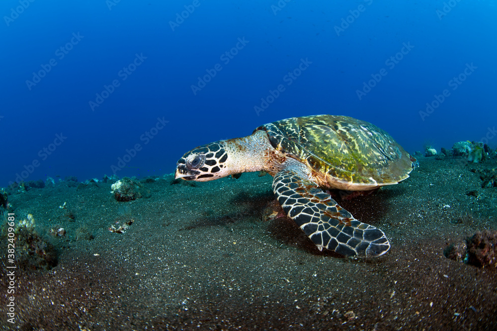 Obraz premium Hawksbill sea turtle is swimming in coral reefs. Underwater world of Bali, Indonesia. 