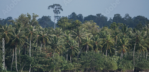 Palm trees in Mentawai island, Indonesia.