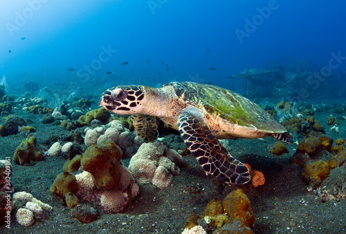 Hawksbill sea turtle swimming in coral reefs. Underwater world of Bali, Indonesia.