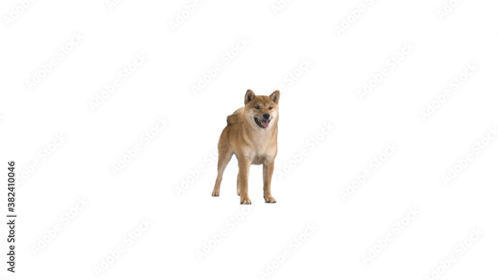 Shiba Inu on white background
