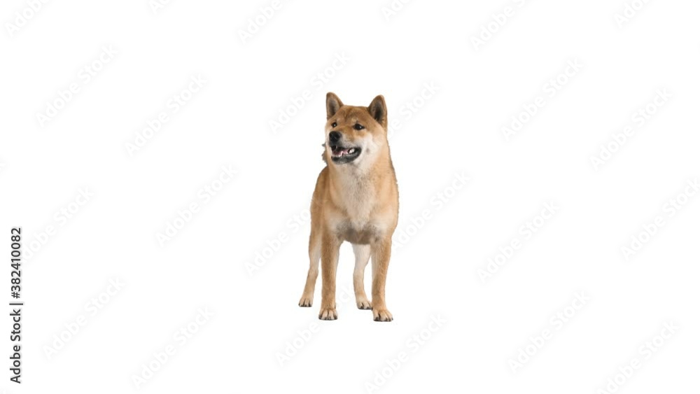 Shiba Inu on white background Shiba Inu on white background