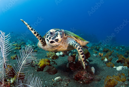 Hawksbill sea turtle is swimming in coral reefs. Underwater world of Bali, Indonesia.