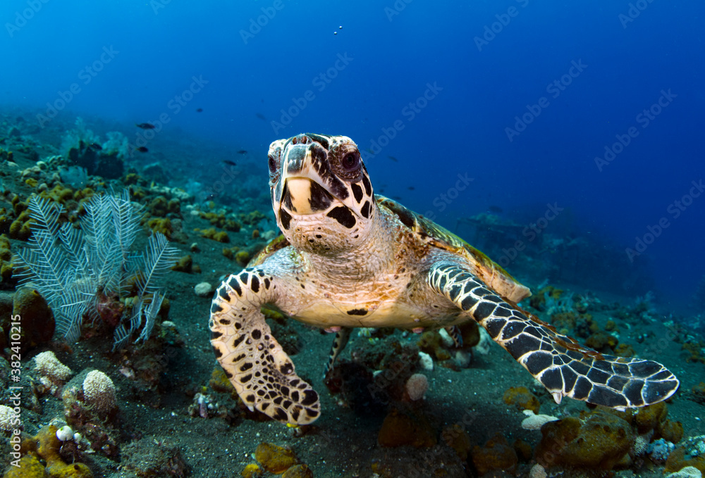 Obraz premium Hawksbill sea turtle is swimming in coral reefs. Underwater world of Bali, Indonesia. 