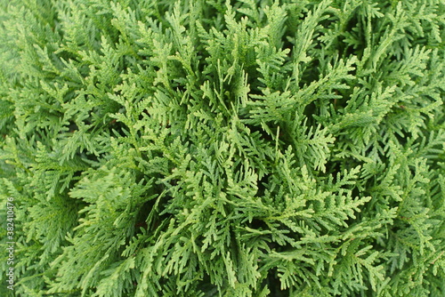 beautiful thuja branches for background